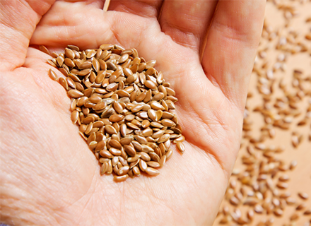 Ziervogeleinzelsaaten kaufen