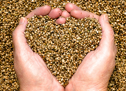 Ziervogelmischungen kaufen