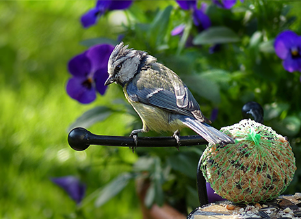Wildvogelfutter kaufen